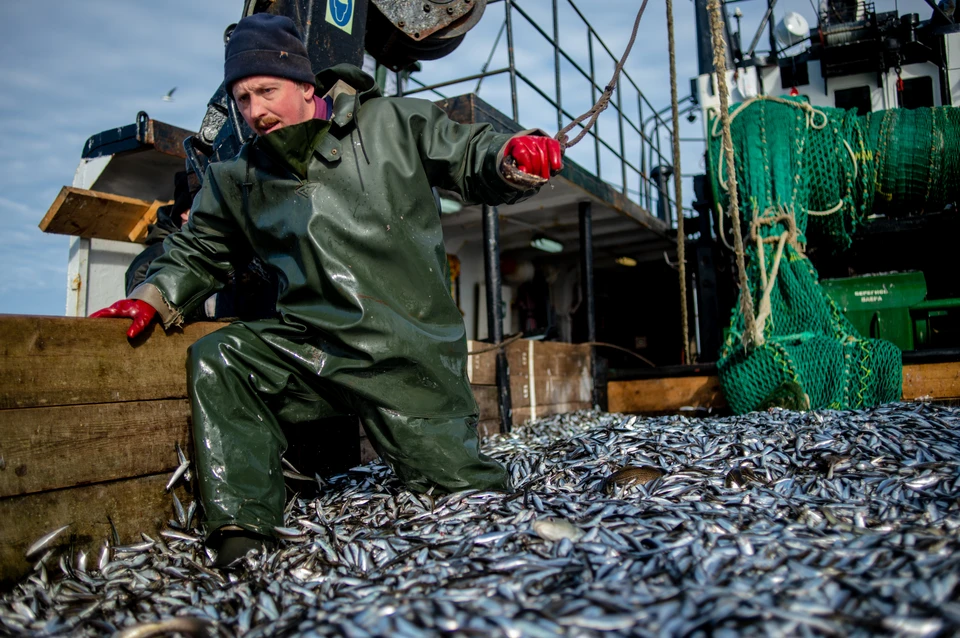 Улов в России вырос на 50%, но потребление рыбы падает из-за высокой цены