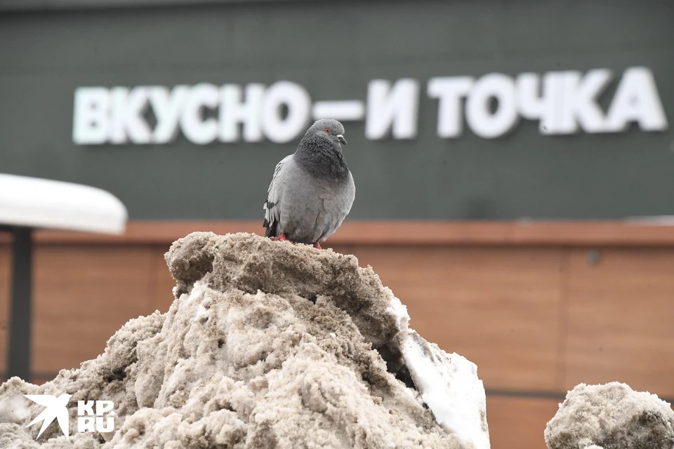 О проверке «Вкусно и – точка» в Рязани заявила омбудсмен Наталья Епихина.