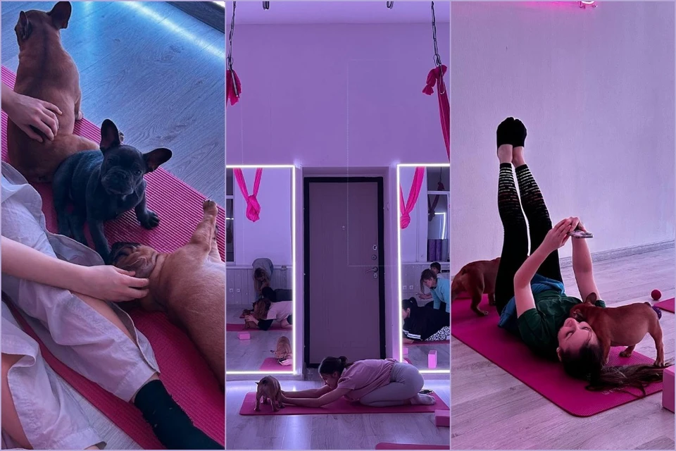 Ростовская фитнес-студия запустила курс занятия «стретчинг со щенками».