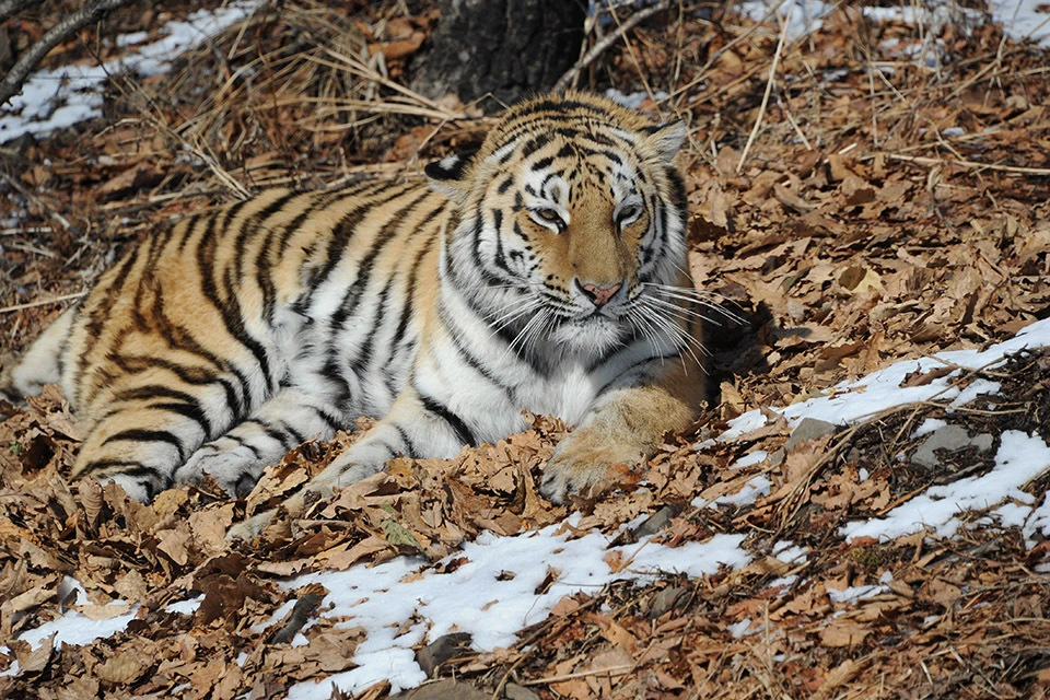 Охотнадзор получил разрешение на отлов тигра.