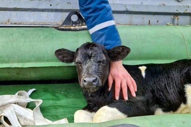 В Курганской области спасли крошечного теленка из зоны затопления