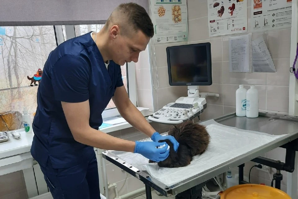 Бездомный кот ежегодно приходит на осмотр в ветклинику на Сахалине Фото: региональная станция по борьбе с болезнями животных №2