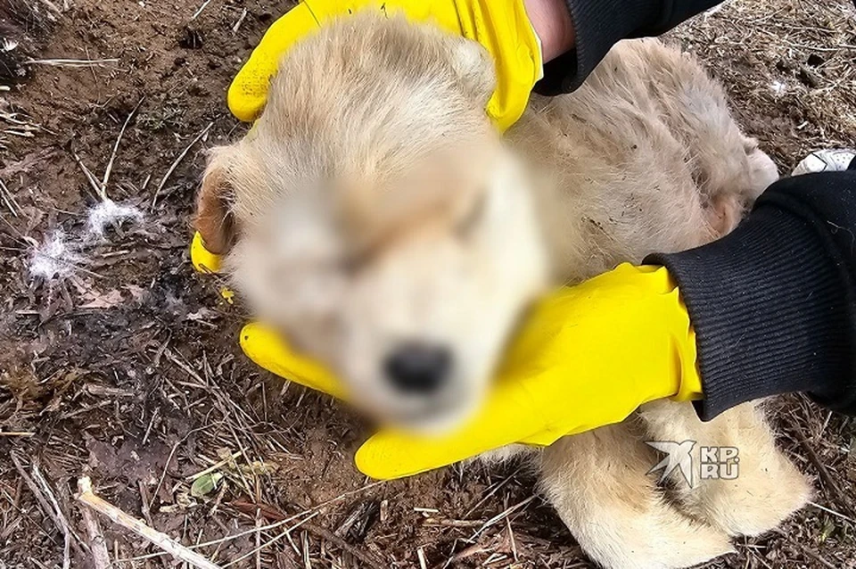 31 тело собаки было найдено зоозащитниками. Фото: сообщество Huskyеkb во «ВКонтакте»