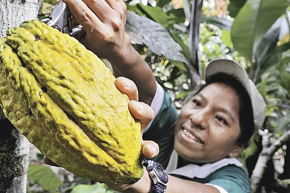 Дерево, на котором растет какао, называется какауакауитль: слабо произнести без запинки с первого раза? Фото: Florian KOPP/Global Look Press