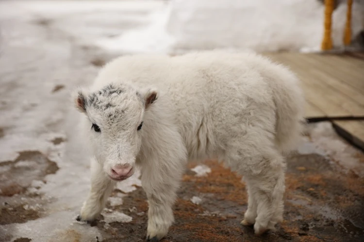 Жует одежду инспектора и бодается: работник парка в Якутии “усыновил” теленка яка