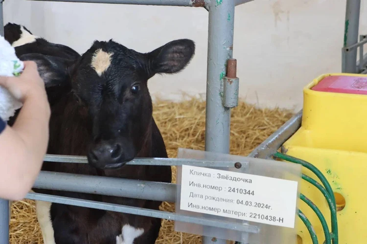 Не теленок – богатырь! Первая в России клонированная телочка поражает ветеринаров скоростью роста