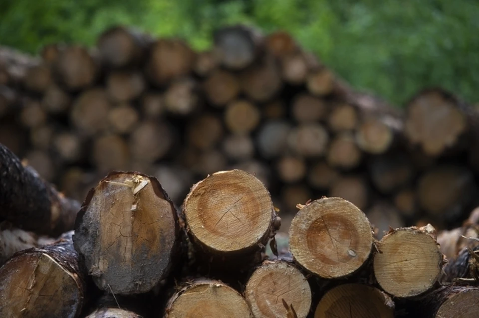Уголовное дело о незаконной вырубке леса завели в Магаданской области