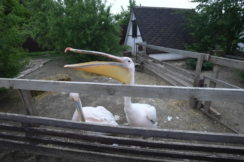 В Саратовской области заметили прилетевших пеликанов (фото: архив КП)