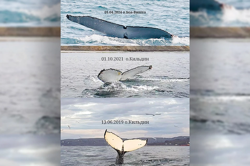 Фотограф и гид из Мурманска Антон Чайко рассказал историю горбатого кита, которого он встречал в Баренцевом море дважды – летом 2019 года и осенью 2021-го. Фото: Антон Чайко / vk.com/anton51ru / Мурманский берег / vk.com/murmancoast
