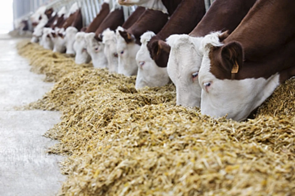 В ДНР нарастили производство кормов для сельскохозяйственных животных. Фото: Минсельхоз РФ