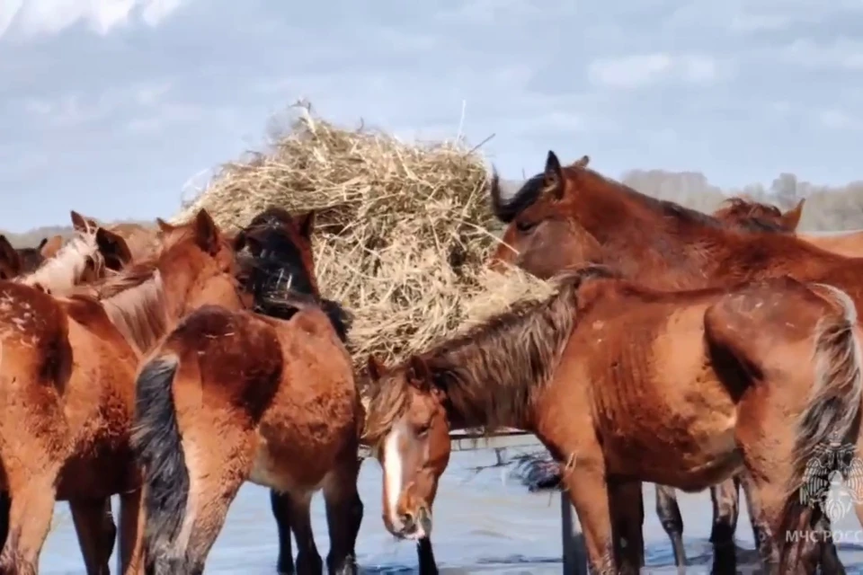 Сотрудники МЧС спасли табун лошадей. Фото: кадр из видео МЧС.