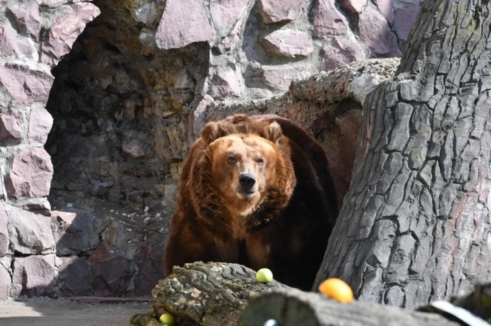 По словам специалистов, никакие перемены погоды медведей не тревожат.