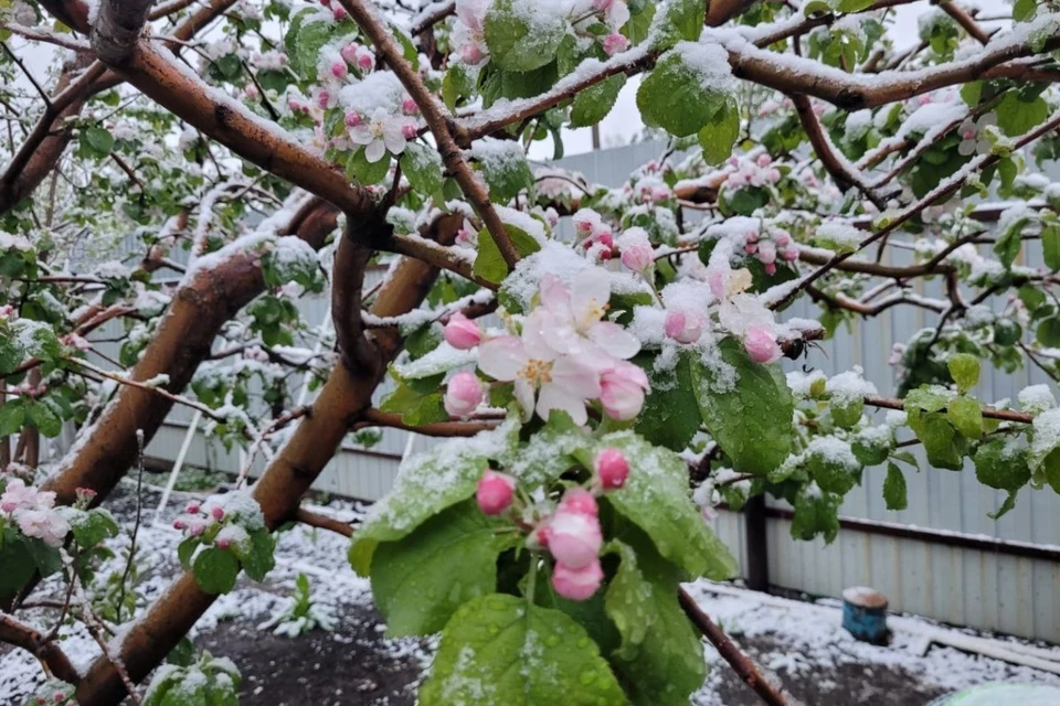 Цветущие яблони тяжелее всех пережили заморозки. Фото: ООО «Сургутское»