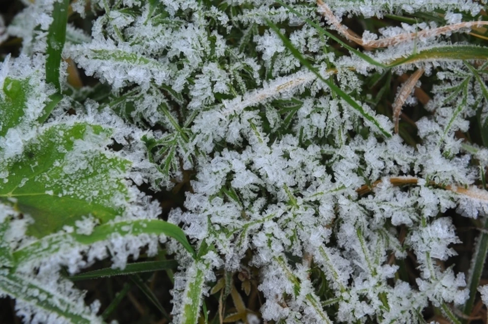Заморозки опасны для теплолюбивых растений