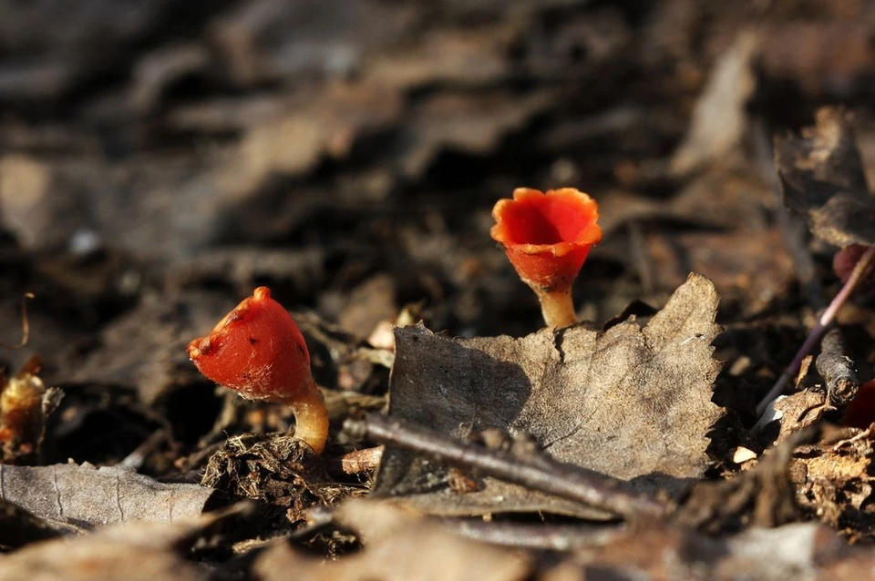 В Новосибирской области нашли гриб, похожий на цветок. Фото: Ринат Султанов.