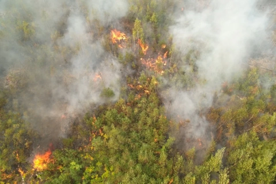 Мощный пожар окутал лесной массив Вихоревки Братского района