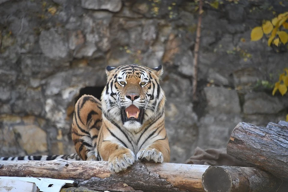 Конфликтного тигра ловят в Хабаровском крае