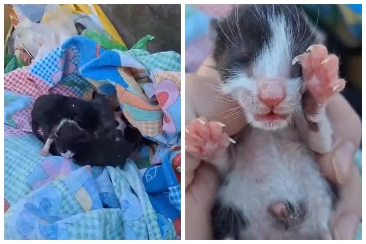 «Почему люди так жестоки?»: в Ноябрьске новорожденных котят засунули в простынь и выбросили на помойку