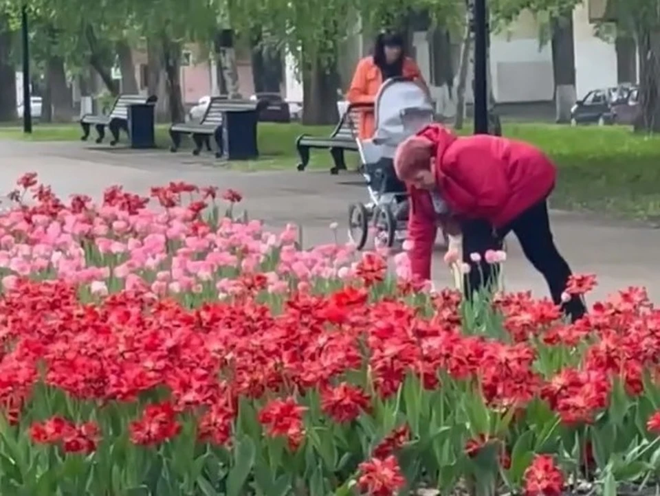 На проспекте Юных Пионеров женщина крала тюльпаны с клумб. Фото: скриншот видео сообщества "Честная Самара"