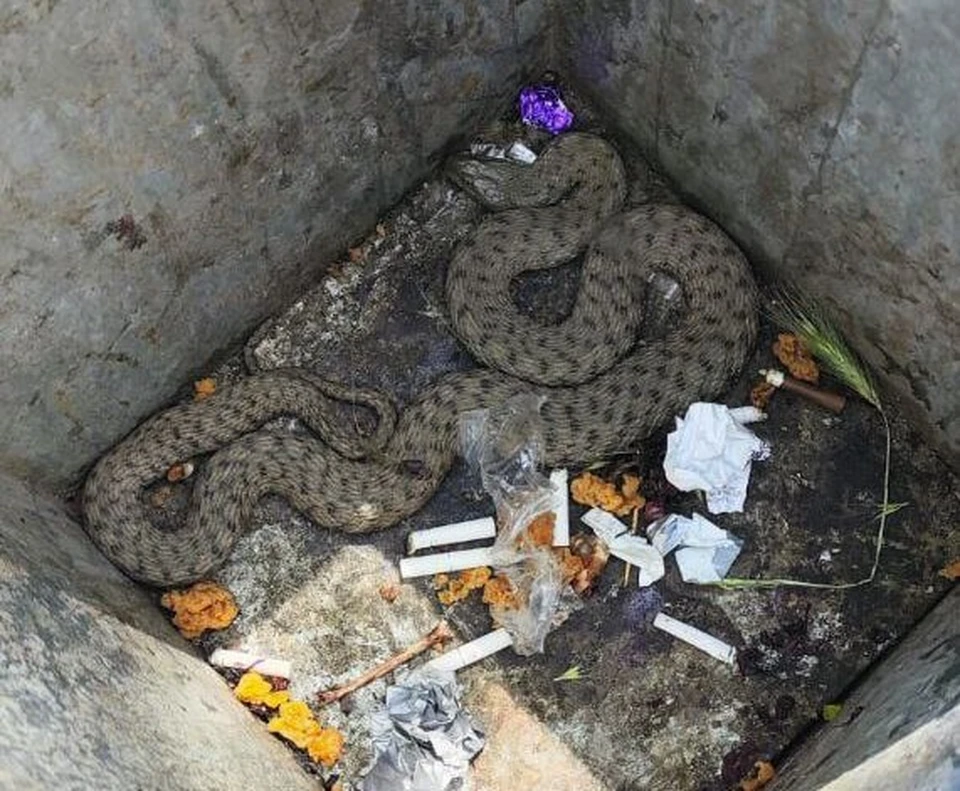 Змею выкинули в мусорную урну. Фото: Алексей Одеров.