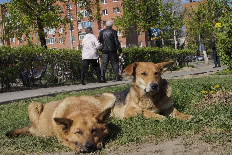 В Новомосковске безнадзорные собаки покусали трех детей