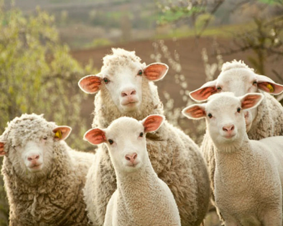 Во Франции группа родителей «Отправили за парты» четырех овец, чтобы избежать закрытия класса. Фото:rupor.md