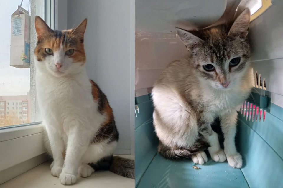 Кошка Муся (слева) была спасена в Луганске, кошка Зайка (справа) лечилась в Донецке. Фото: Предоставлены хозяйкой кошек