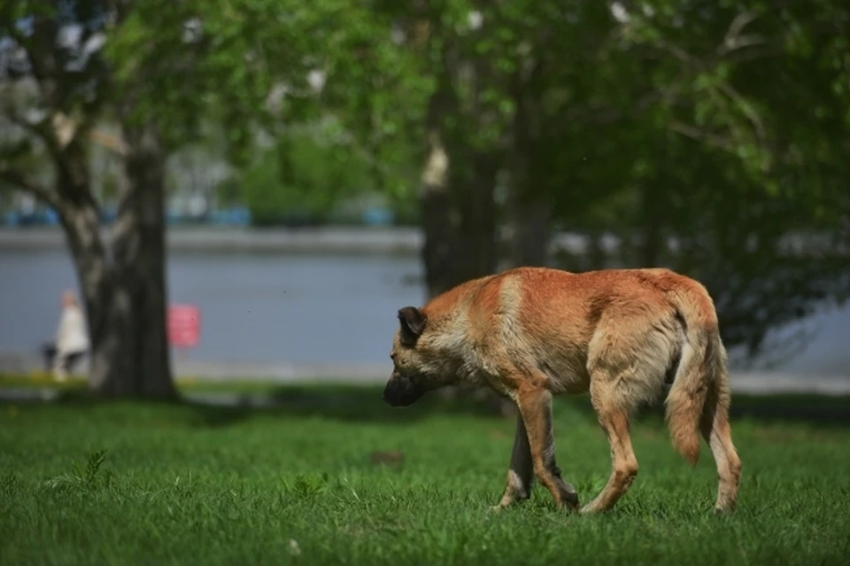 Жители Хабаровского края закопали в землю полуживую собаку