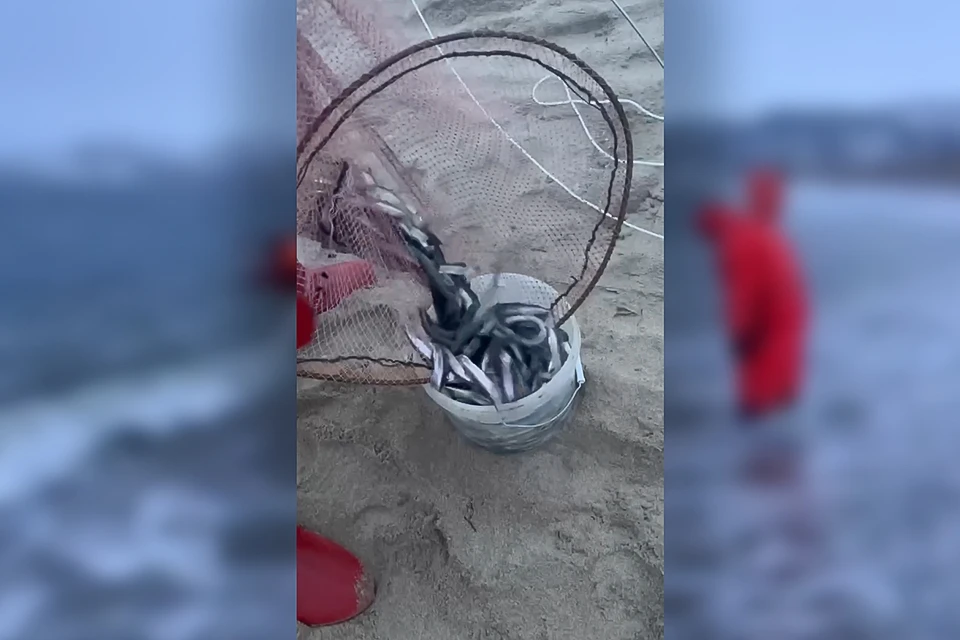 Мойвенный период будет длиться не очень долго, но при удачном раскладе можно поймать по несколько килограммов мойвы за раз. Фото: Скриншот видео / Анна Максимович / t.me/artist_anna_maksimovich