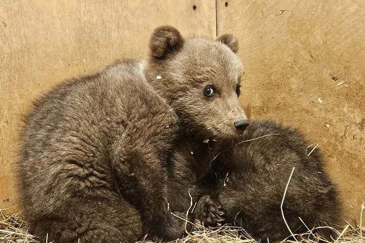 В Центр спасения медвежат-сирот в Тверской области привезли двух новых постояльцев