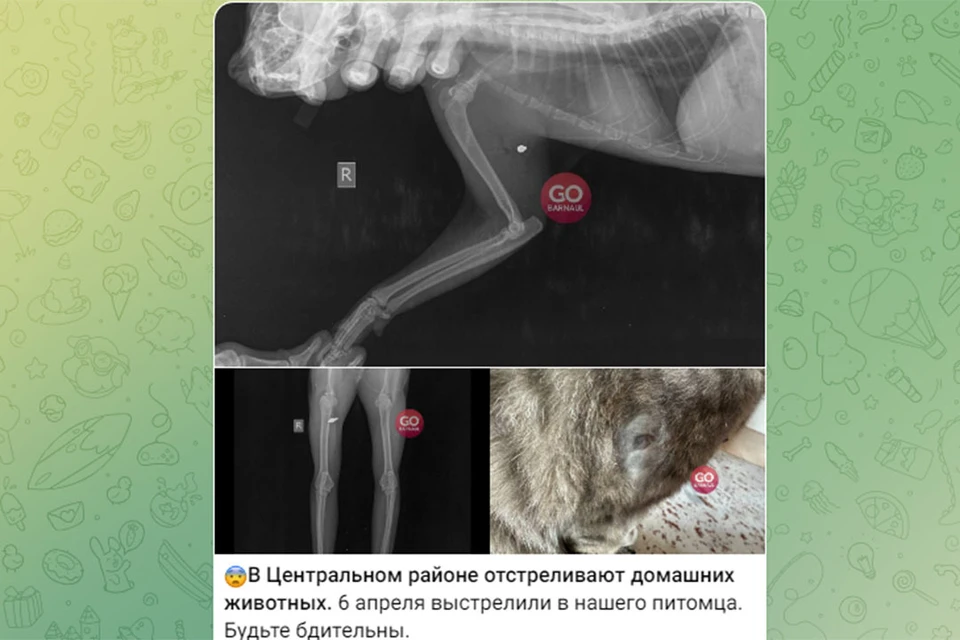 Ветеринарные документы кота. Скриншот поста в t.me/go_barnaul_telegram