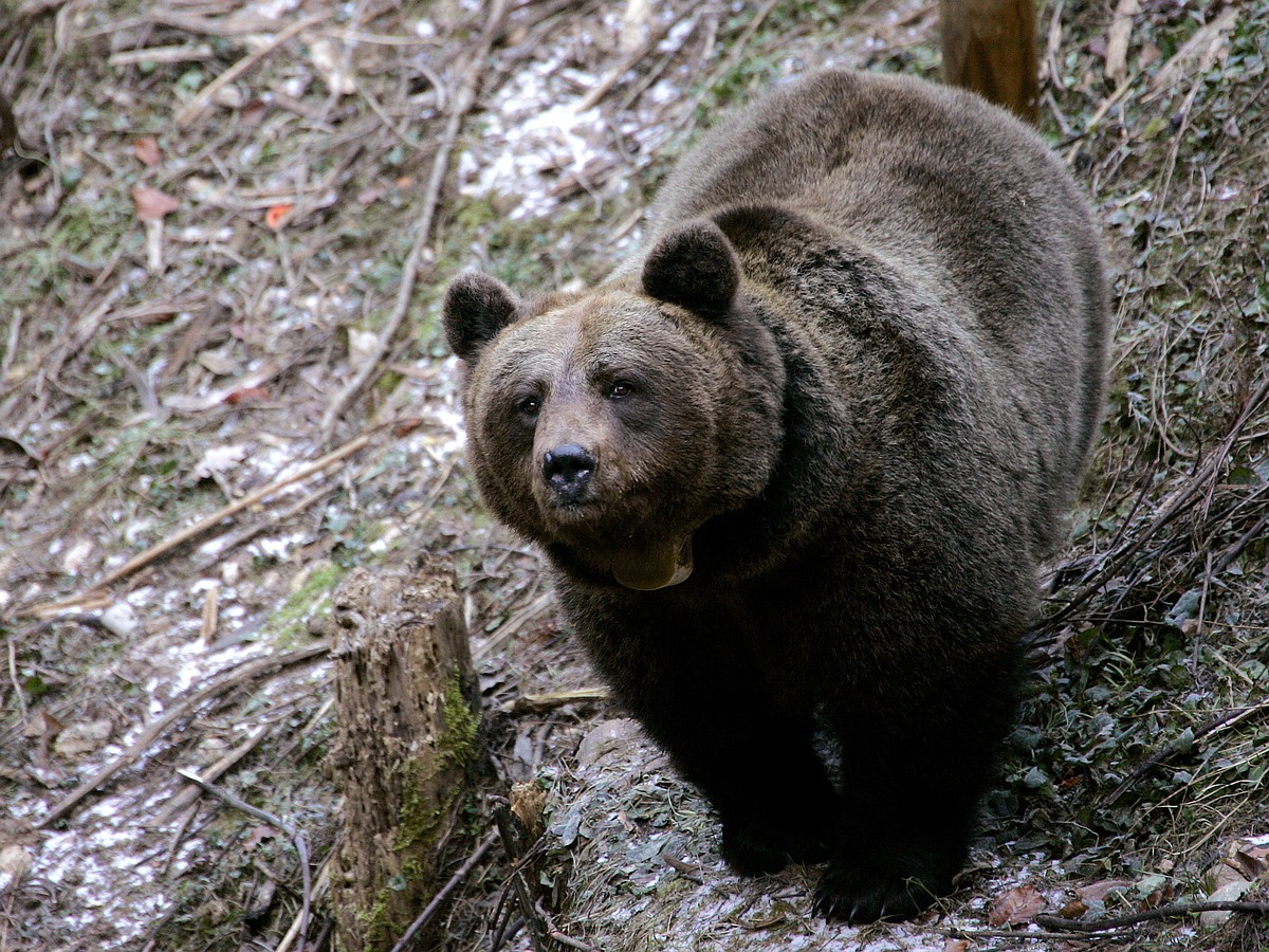 Все могло обернуться трагедией