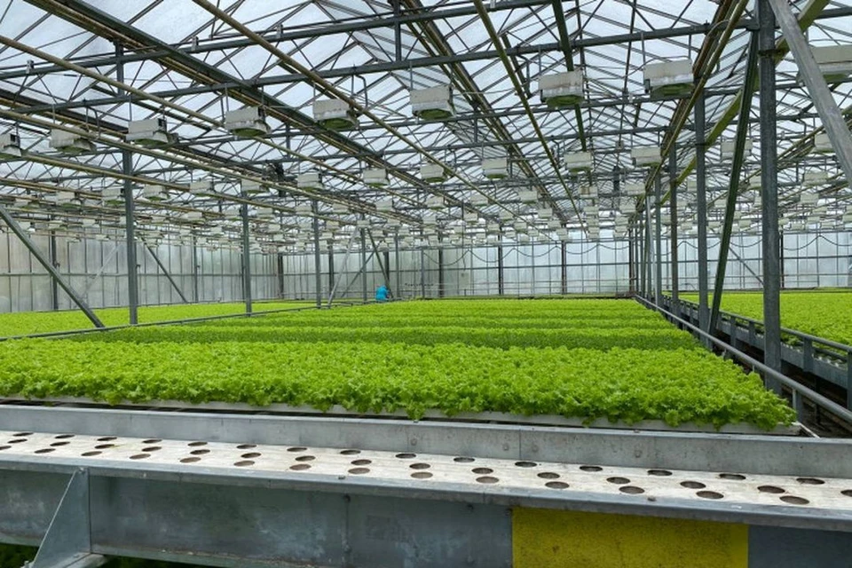 Новая мера господдержки для выращивания овощей появилась в НСО. Фото: правительство НСО