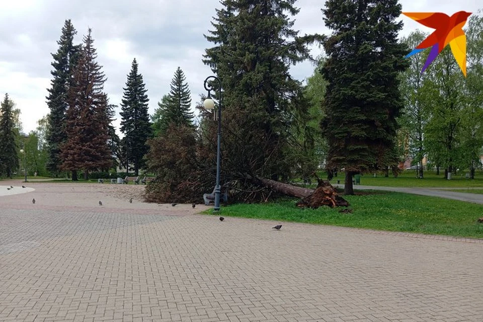 Ель рухнула на скамейки. Фото: Игорь Бобров