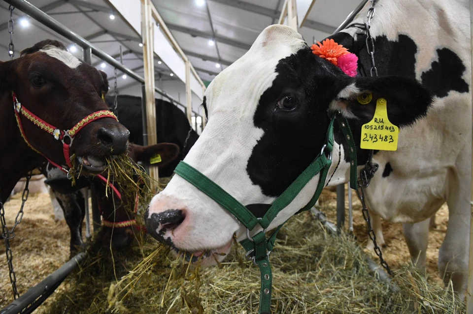 За вторую декаду мая 2024 года суточный надой молока на одну корову в среднем по региону составил 14 килограммов