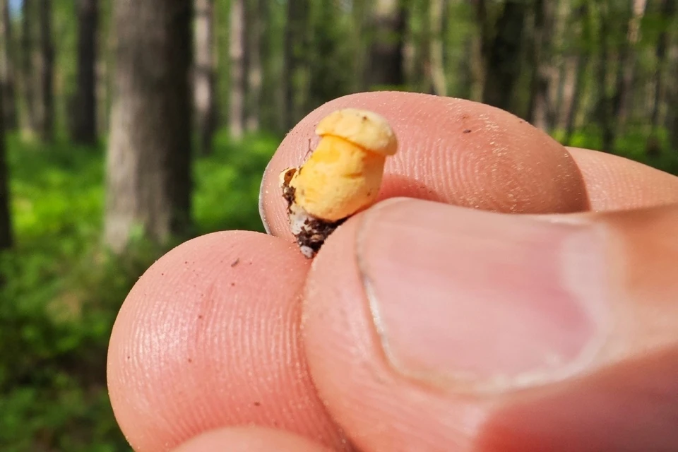 Лисичку размером с детский ноготь нашли в лесу в Репино. Фото: Антон Кубышкин/«Грибы и Грибники СПб»