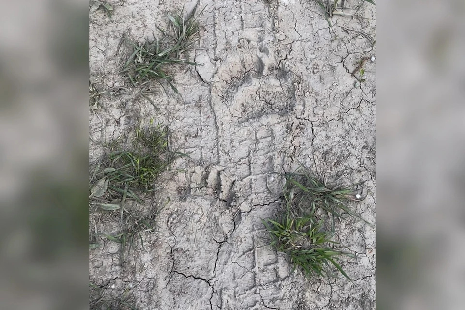 В Искитимском районе местная жительница обнаружила следы медведя. Фото: предоставлено очевидцем.