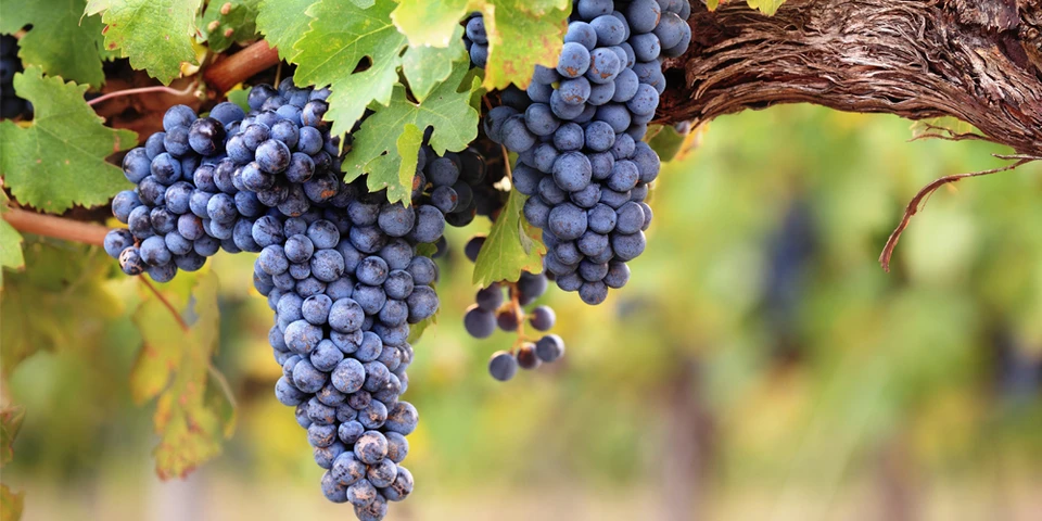 Лидеры отрасли виноделия приняли участие в проработке стратегии развития индустрии.