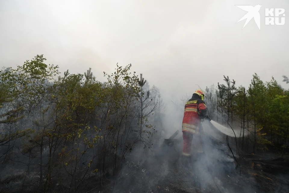 Восьмой лесной пожар в 2024 году зарегистрирован в Рязанской области.