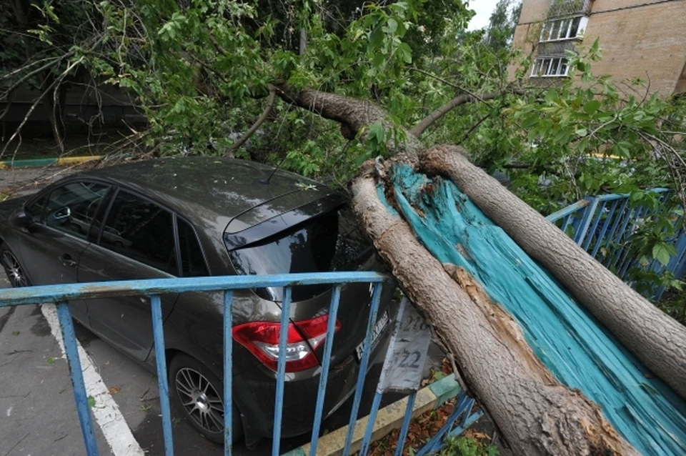 Дерево упало на женщину в Хабаровске