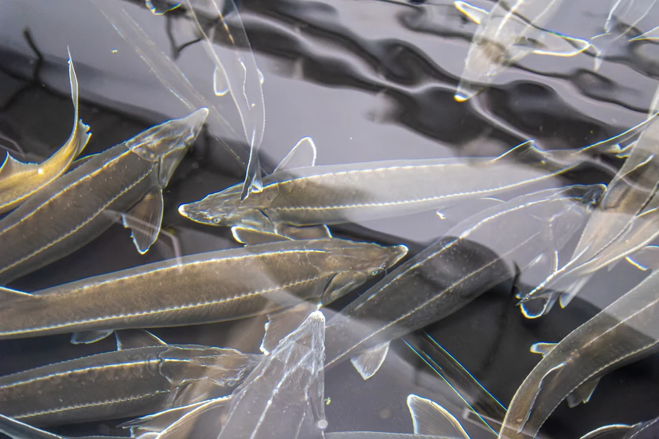 Популяцию рыбы стараются увеличивать за счет компенсационных выпусков