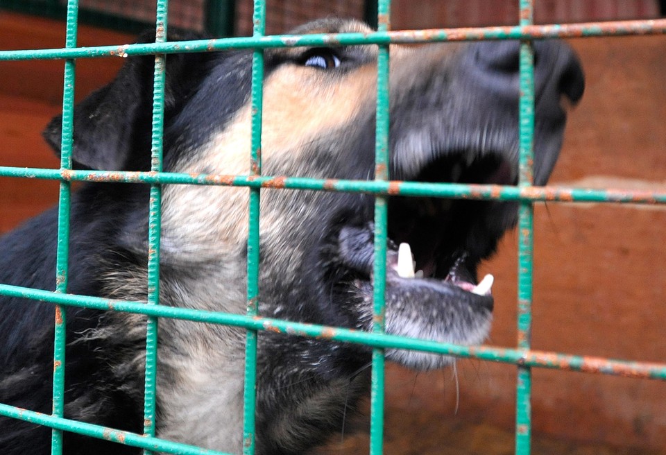 В Турции зооактивистка привезла в столицу 35 бешеных собак