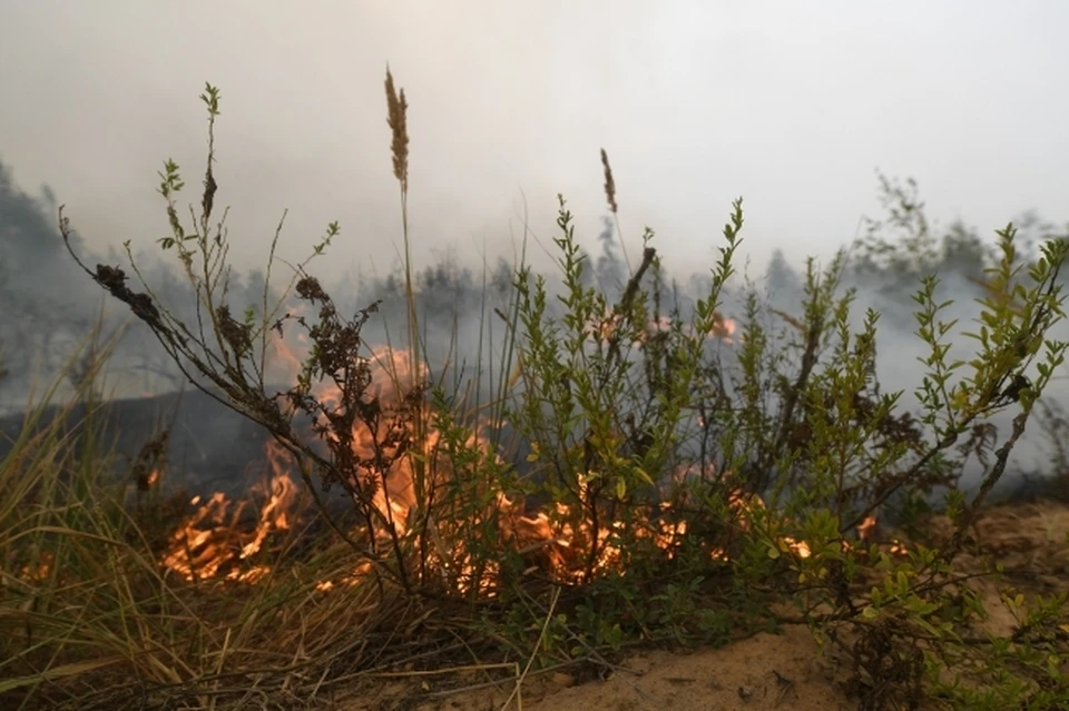 За прошедшую неделю спасатели ЛНР потушили 113 возгораний в экосистеме