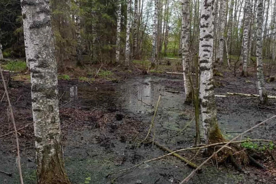 В лесу образовалось болото из черной зловонной жижи. Фото: кировское отделение Народного фронта