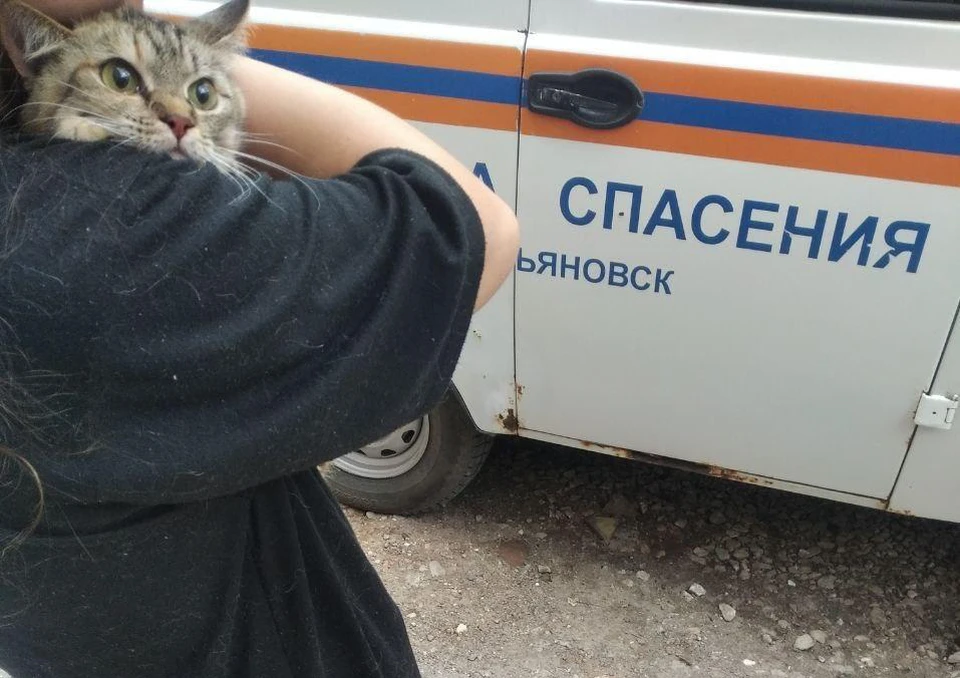 В Ульяновске спасатели сняли с козырька балкона упавшего с четвертого этажа кота | ФОТО: телеграм-канал Управления гражданской защиты Ульяновска