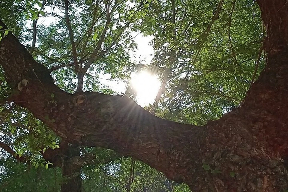 Дальше в Тюмени будет только жарче