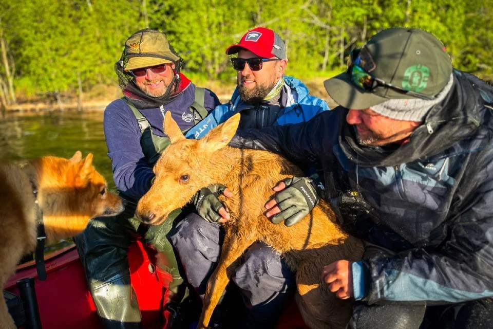 Лосенку дали отдышаться в лодке, а потом выпустили на берег. Фото: vk.com/fedorenkors / Роман Рыбаков / vk.com/fishing51