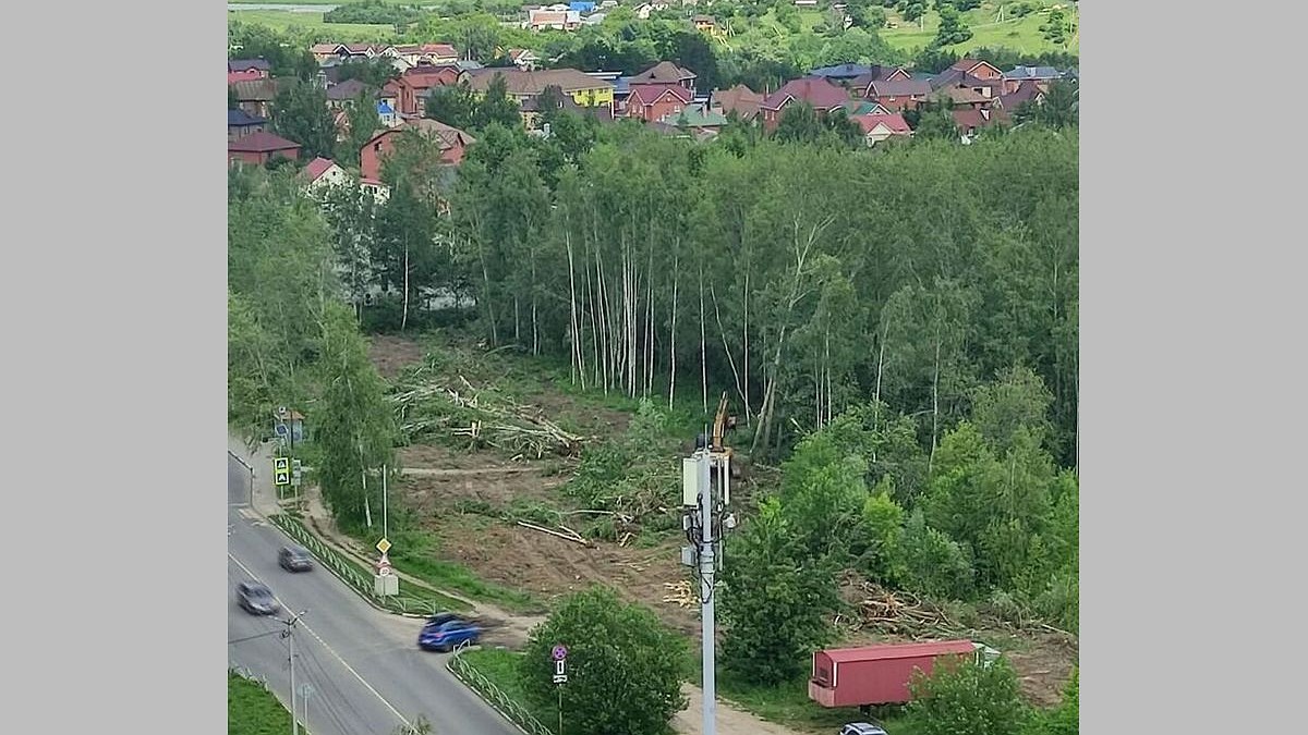 Сплошная вырубка березовой рощи началась на улице Шереметьевской в Рязани -  KP.RU