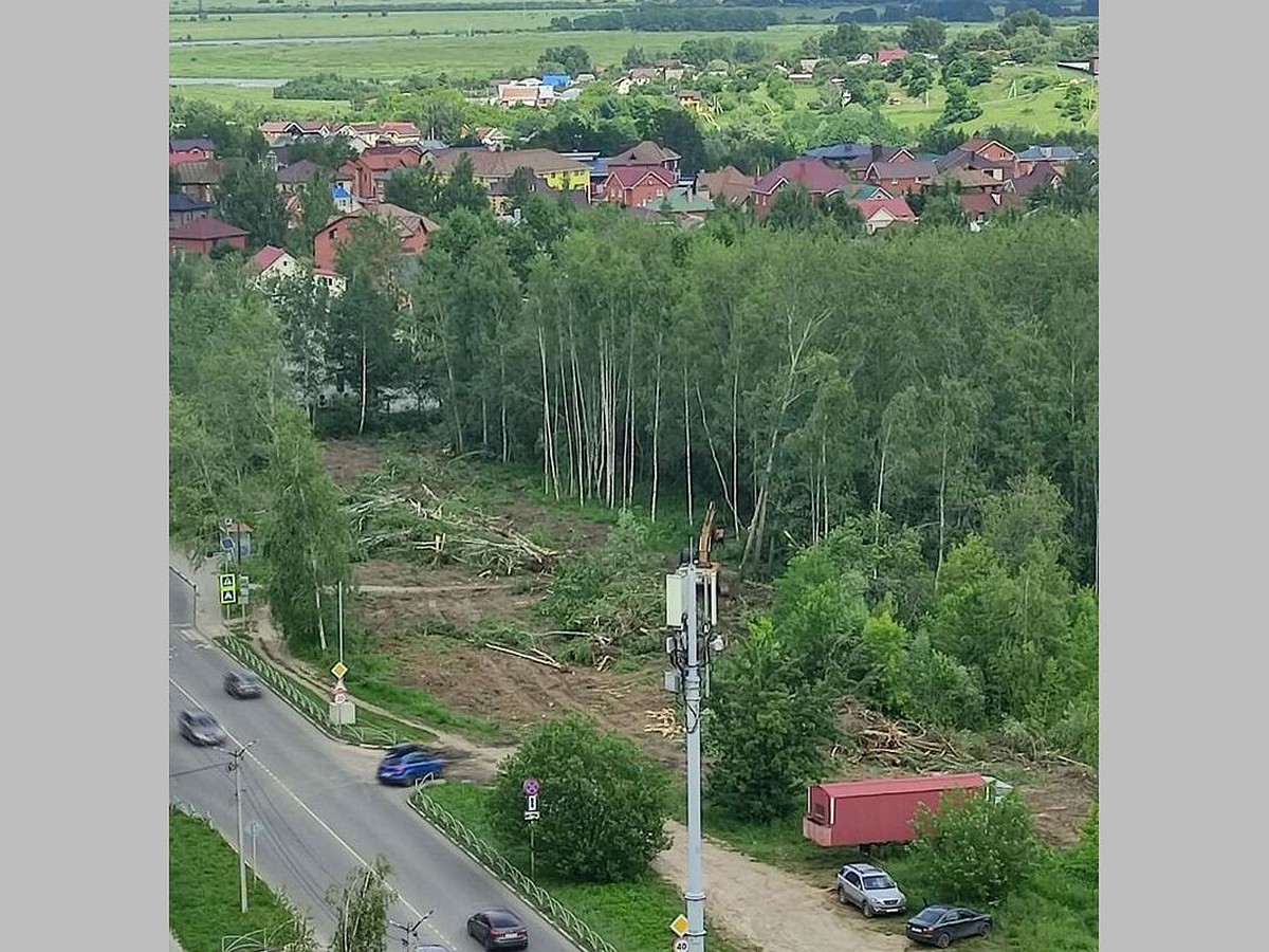 Сплошная вырубка березовой рощи началась на улице Шереметьевской в Рязани -  KP.RU