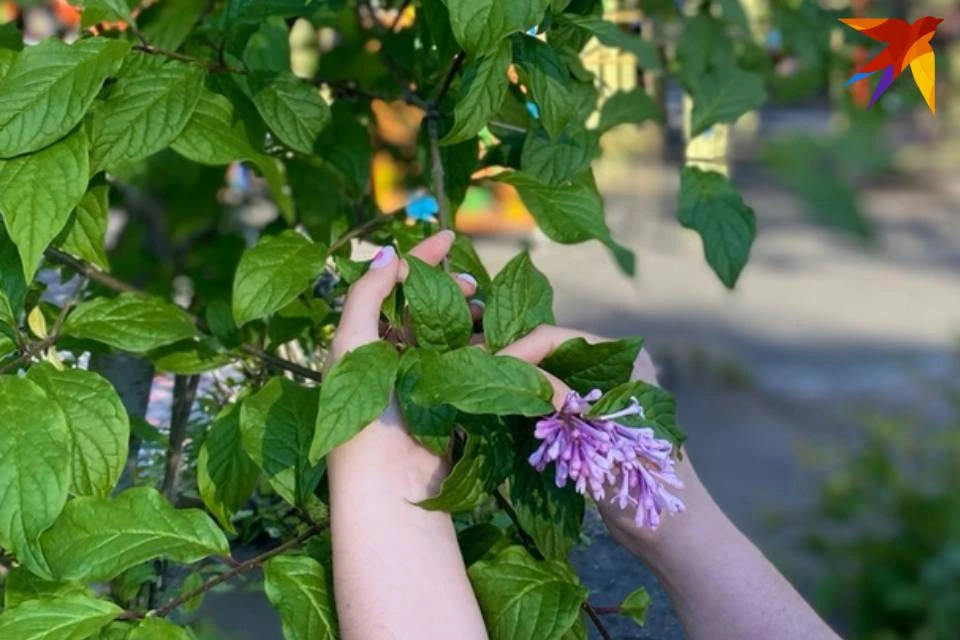 Скоро в Кольском Заполярье зацветет сирень.